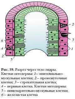 Кракен маркет даркнет слушать