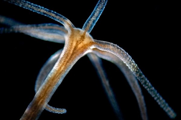 Зайти на сайт кракен